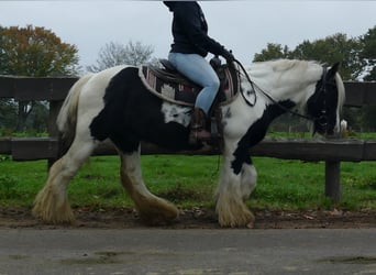 Tinker, Wallach, 10 Jahre, 133 cm, Schecke