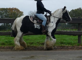 Tinker, Wallach, 10 Jahre, 133 cm, Schecke