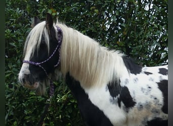Tinker, Wallach, 10 Jahre, 133 cm, Schecke