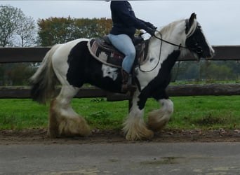 Tinker, Wallach, 10 Jahre, 133 cm, Schecke
