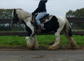 Tinker, Wallach, 10 Jahre, 133 cm, Schecke