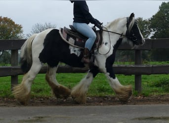 Tinker, Wallach, 10 Jahre, 133 cm, Schecke