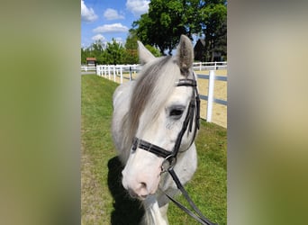 Tinker, Wallach, 10 Jahre, 133 cm, Schimmel