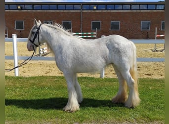 Tinker, Wallach, 10 Jahre, 133 cm, Schimmel