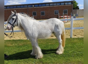 Tinker, Wallach, 10 Jahre, 133 cm, Schimmel
