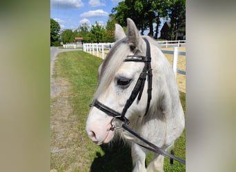 Tinker, Wallach, 10 Jahre, 133 cm, Schimmel