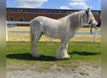 Tinker, Wallach, 10 Jahre, 133 cm, Schimmel