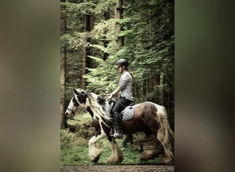 Tinker, Wallach, 10 Jahre, 135 cm, Schecke