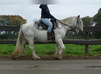 Tinker, Wallach, 10 Jahre, 139 cm, Schimmel