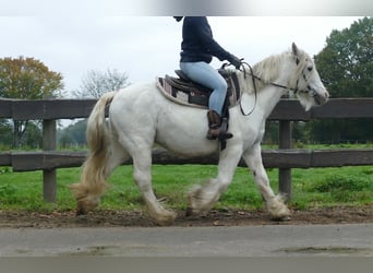 Tinker, Wallach, 10 Jahre, 139 cm, Schimmel