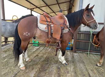 Tinker Mix, Wallach, 10 Jahre, 140 cm, Roan-Bay