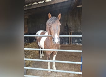 Tinker Mix, Wallach, 10 Jahre, 141 cm, Schecke