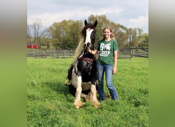 Tinker, Wallach, 10 Jahre, 142 cm, Tobiano-alle-Farben