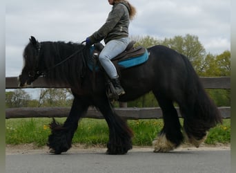 Tinker, Wallach, 10 Jahre, 143 cm, Rappe