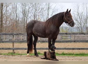 Tinker Mix, Wallach, 10 Jahre, 147 cm, Roan-Blue