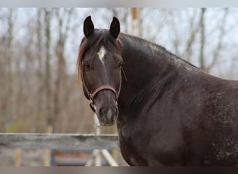 Tinker Mix, Wallach, 10 Jahre, 147 cm, Roan-Blue