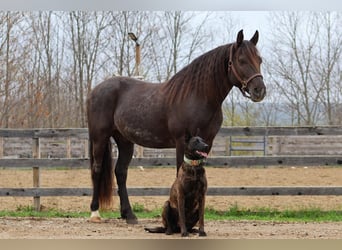 Tinker Mix, Wallach, 10 Jahre, 147 cm, Roan-Blue