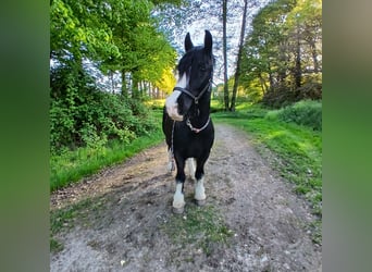 Tinker, Wallach, 10 Jahre, 150 cm, Rappe