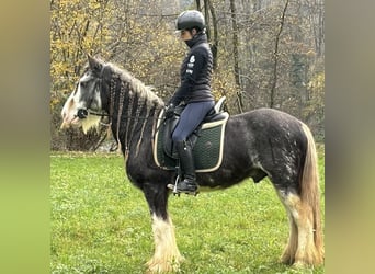 Tinker, Wallach, 10 Jahre, 150 cm, Rotschimmel