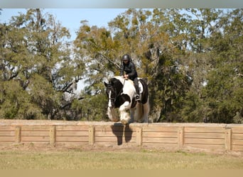 Tinker Mix, Wallach, 10 Jahre, 152 cm, Schecke