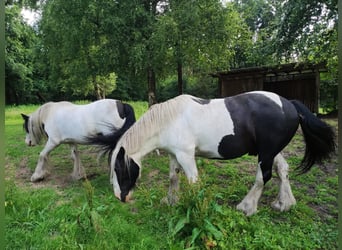 Tinker, Wallach, 10 Jahre, 153 cm, Schecke