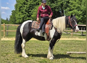 Tinker, Wallach, 10 Jahre, 153 cm, Schecke