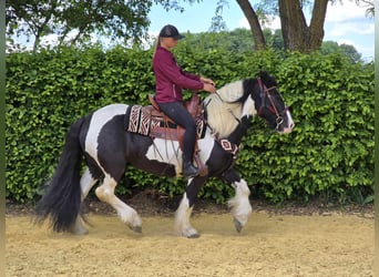 Tinker, Wallach, 10 Jahre, 153 cm, Schecke