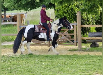 Tinker, Wallach, 10 Jahre, 153 cm, Schecke