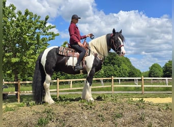 Tinker, Wallach, 10 Jahre, 153 cm, Schecke