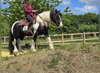 Tinker, Wallach, 10 Jahre, 153 cm, Schecke
