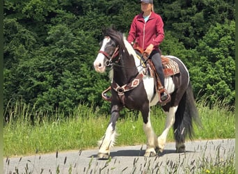 Tinker, Wallach, 10 Jahre, 153 cm, Schecke