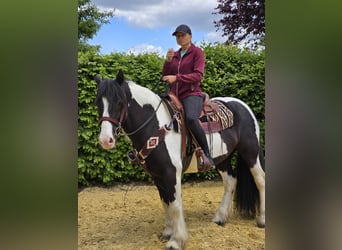 Tinker, Wallach, 10 Jahre, 153 cm, Schecke