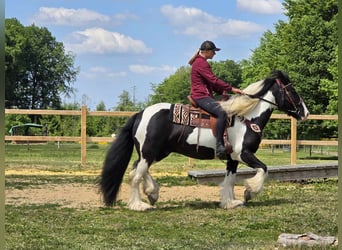 Tinker, Wallach, 10 Jahre, 153 cm, Schecke