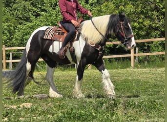 Tinker, Wallach, 10 Jahre, 153 cm, Schecke