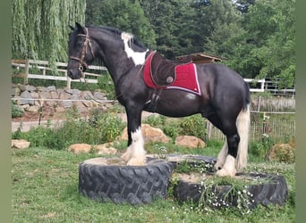Tinker, Wallach, 10 Jahre, 155 cm, Schecke