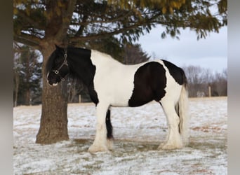 Tinker, Wallach, 10 Jahre, 155 cm, Schecke