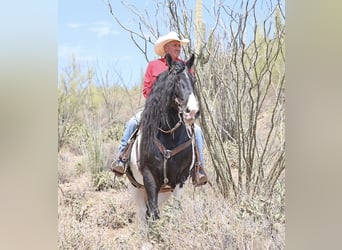 Tinker, Wallach, 10 Jahre, 155 cm