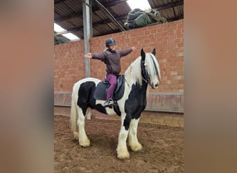 Tinker, Wallach, 10 Jahre, 157 cm, Schecke