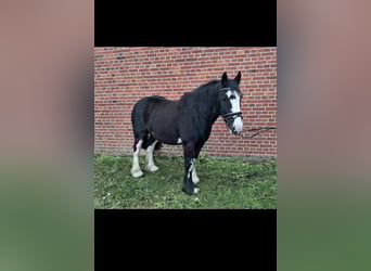 Tinker, Wallach, 10 Jahre, 158 cm, Rappe