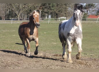 Tinker Mix, Wallach, 10 Jahre, 159 cm, Schecke