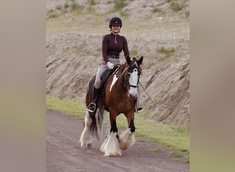 Tinker, Wallach, 10 Jahre, Schecke