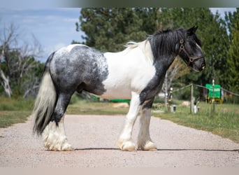 Tinker, Wallach, 10 Jahre, Schecke