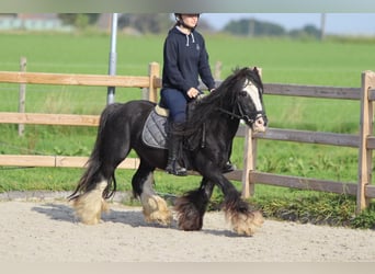 Tinker, Wallach, 11 Jahre, 126 cm, Rappe