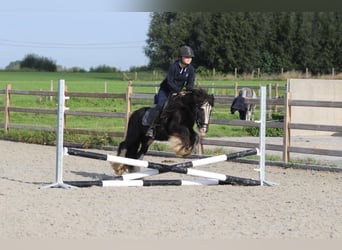 Tinker, Wallach, 11 Jahre, 126 cm, Rappe