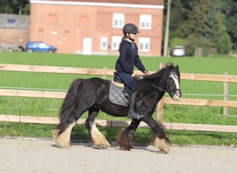 Tinker, Wallach, 11 Jahre, 130 cm, Rappe