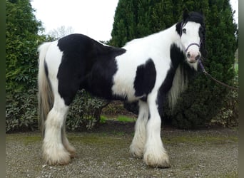 Tinker, Wallach, 11 Jahre, 134 cm, Schecke