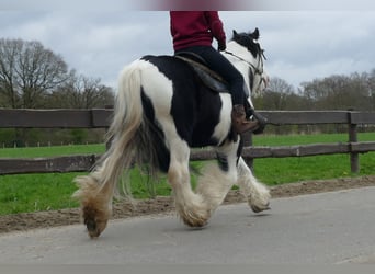 Tinker, Wallach, 11 Jahre, 134 cm, Schecke