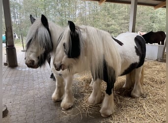 Tinker, Wallach, 11 Jahre, 135 cm, Schecke