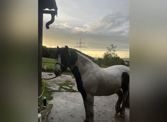 Tinker, Wallach, 11 Jahre, 136 cm, Schecke