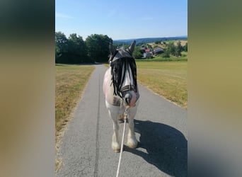 Tinker, Wallach, 11 Jahre, 136 cm, Schimmel